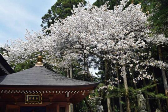 『福聚桜と桜まつり』開催！（3/28～4/12 糟屋郡篠栗町・呑山観音寺）