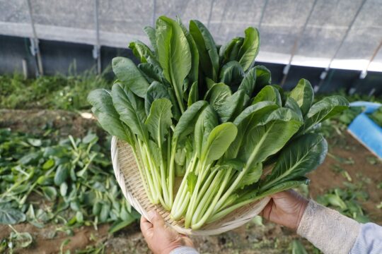 【ふくおかさん家のうまかもん】『小松菜』さまざまな調理法で一年中食べられる食卓の優等生 ～Produce of Fukuoka City～