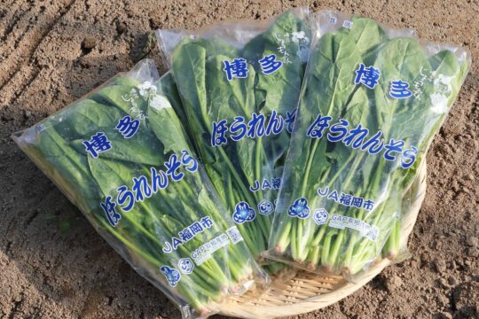 【ふくおかさん家のうまかもん】『ほうれん草』エグみが少なくシャキッとした歯ごたえ ～Produce of Fukuoka City～
