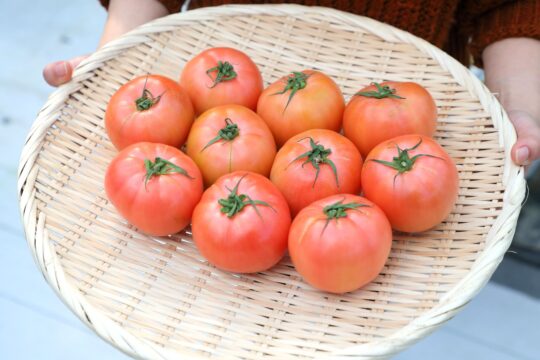 【ふくおかさん家のうまかもん】『礫耕(れきこう)栽培』で通年変わらぬ美味しさを『元岡トマト』 ～Produce of Fukuoka City～