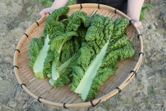 【ふくおかさん家のうまかもん】『博多かつお菜』実は様々な料理と相性が良い、博多雑煮の定番 ～Produce of Fukuoka City～
