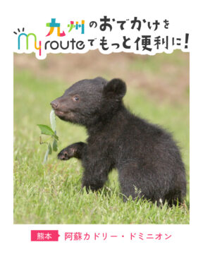 【電車とバスで行く熊本観光🚌🚃】クマたちの可愛さと迫力に出会う1日🐻✨阿蘇カドリー･ドミニオン