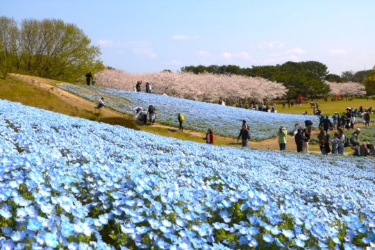 【イベント】海の中道フラワーピクニック2026開催　福岡の春を彩る花の祭典
