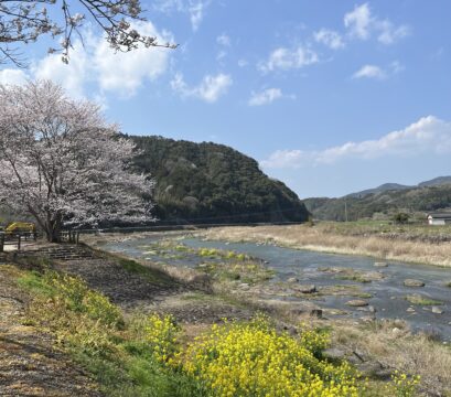 【大分県 安心院応援プロジェクト】むにゃむ安心院旅『安心院の桜おすすめスポット②』