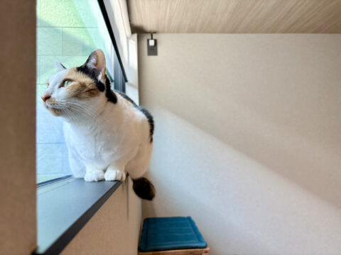 今年、新たにオープンした話題の猫専用ホテル「fukuneko」。個室スタイルで飼い主もペットも安心！