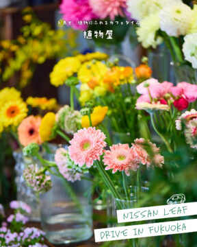 【日産福岡×ドライブスポット】糸島で、植物にふれるカフェタイム☕🌼植物屋