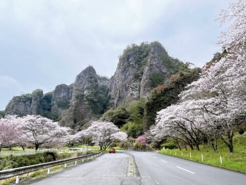 【大分県 安心院応援プロジェクト】むにゃむ安心院旅『安心院の桜おすすめスポット①』