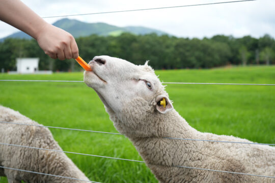 【九重町】OITA 2 DAYS AND 1 NIGHT TRIP