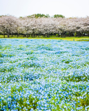 【バスで行く福岡観光🚌】春色に染まる広大な国営公園🌸海の中道海浜公園