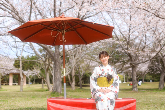 約1600本の桜が見頃に「国営海の中道海浜公園」で春の絶景を満喫