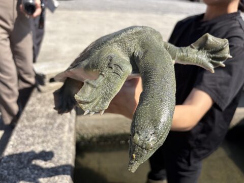【大分県 安心院応援プロジェクト】温泉と豊かな水が育むすっぽん養殖『安心院すっぽんセンター』