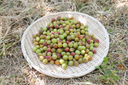 【ふくおかさん家のうまかもん】多彩な加工法に合う酸味と食感が魅力『梅』 ～Produce of Fukuoka City～