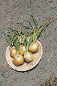 【ふくおかさん家のうまかもん】“市産地消”で 学校給食を支える 万能野菜『タマネギ』 ～Produce of Fukuoka City～