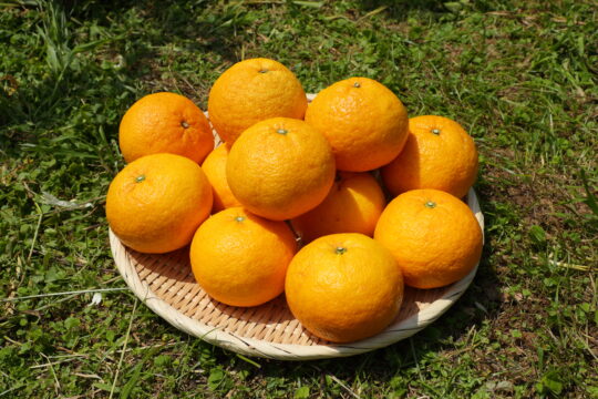 【ふくおかさん家のうまかもん】鮮烈な香りは樹上で完熟した能古島の恵み『甘夏』 ～Produce of Fukuoka City～