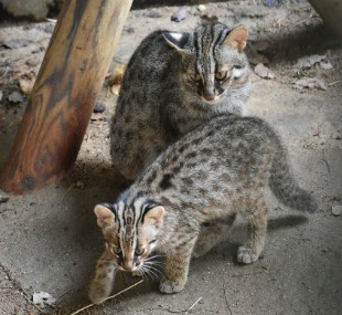 【福岡市動植物園】夏の風物詩イベント「夜の動植物園」が今年も開催！ ライトアップや夜行性動物との特別な時間を体験しよう