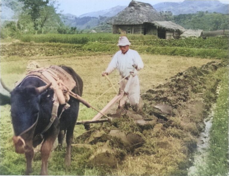 昭和３０年代　農作業風景③
