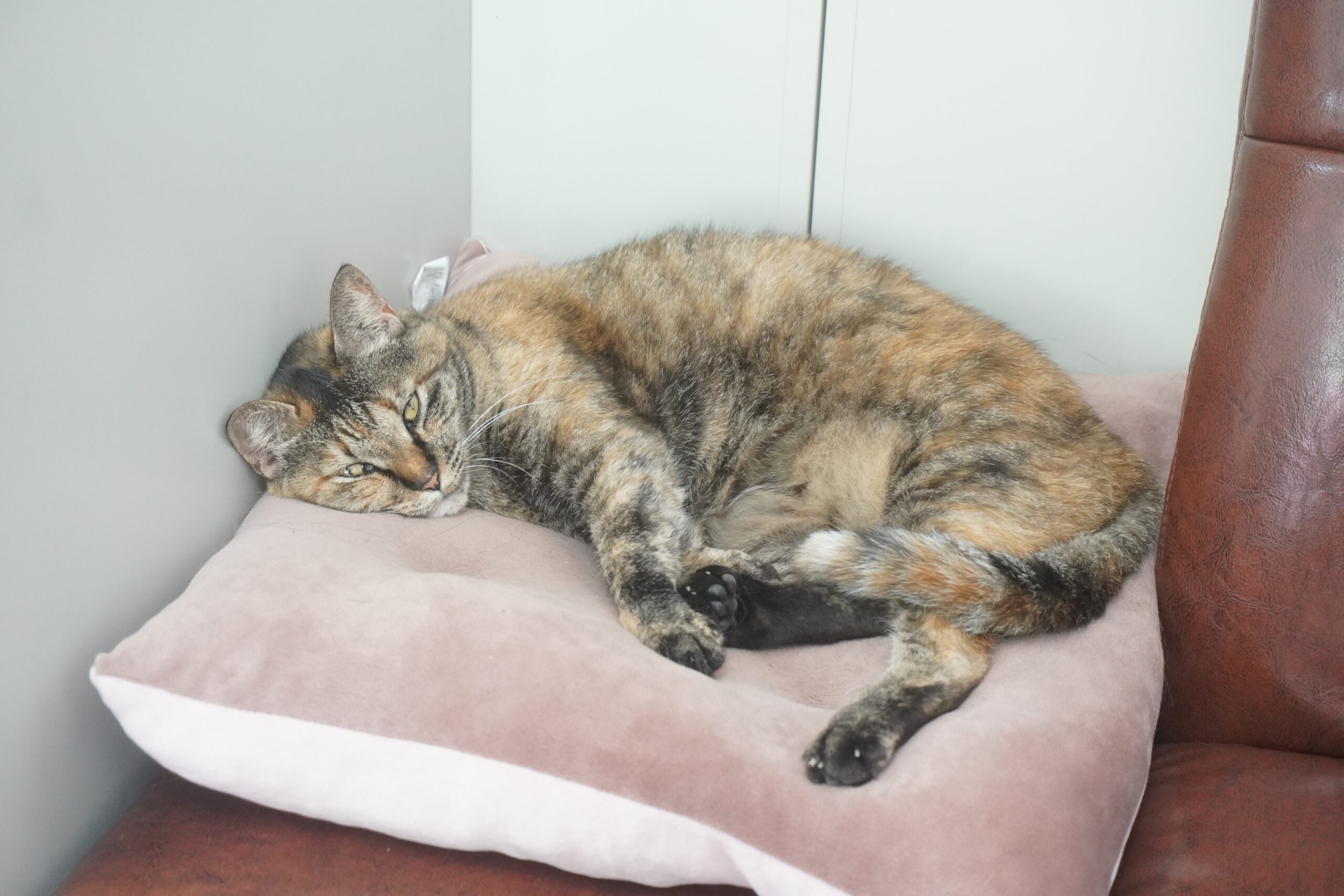 養殖場で飼われている猫