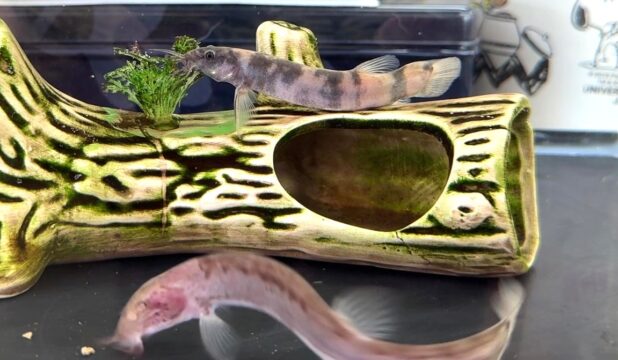 【宇佐養魚株式会社】温泉で育てる「どぜう」の秘密！最高品質を支える無泥養殖法