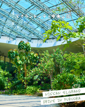 【日産福岡×ドライブスポット】ぐんぐん育つ緑の中で、深呼吸🍃アイランドシティ中央公園